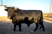 Leal Bulls-photos